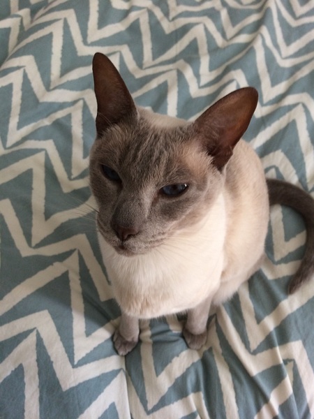 Oriental cat advice?