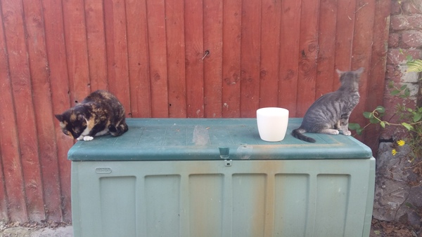 Cats still catting Part 4