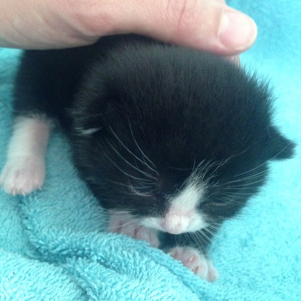 New fosters - mum and ickle kitten (with pics)!