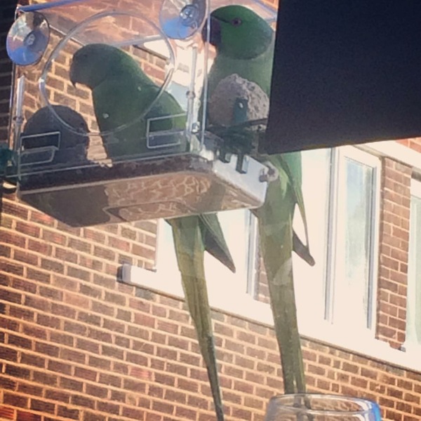 I appear to be living in pigeon street