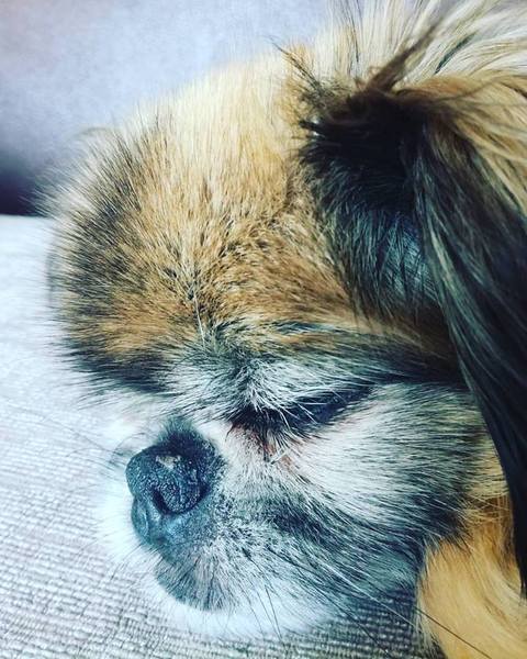 Tell us what your pets mean to you - for a chance to win a Fitbit Alta plus a copy of Finding Gobi. Now closed.