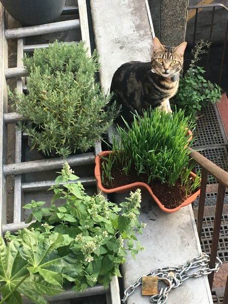 Cats still catting Part 4