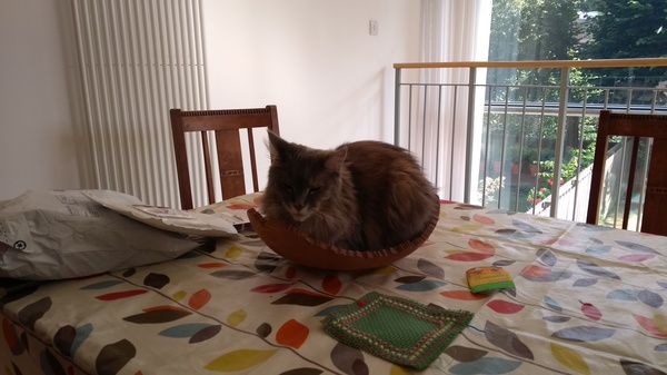 New Maine Coon arriving - what do we need?