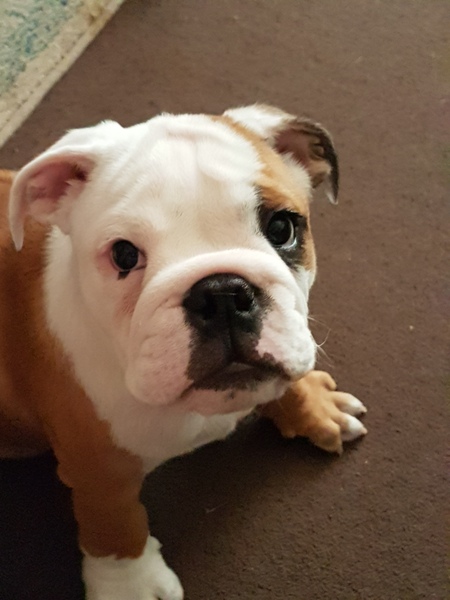 Does anyone fancy a "puppy survival" thread part 2