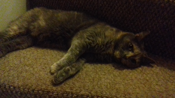 New Maine Coon arriving - what do we need?