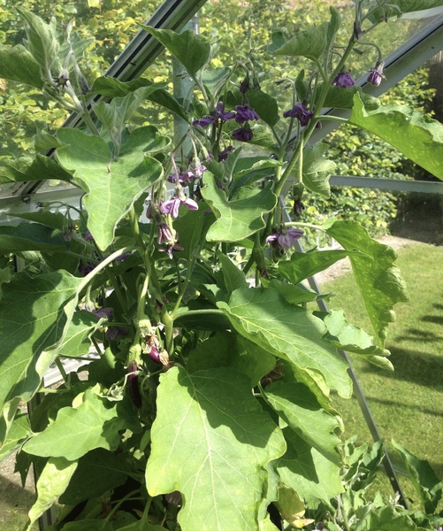 Allotment?Veg Patch Thread 10 - Plotmenters  busy into summer ! and loving James Wong