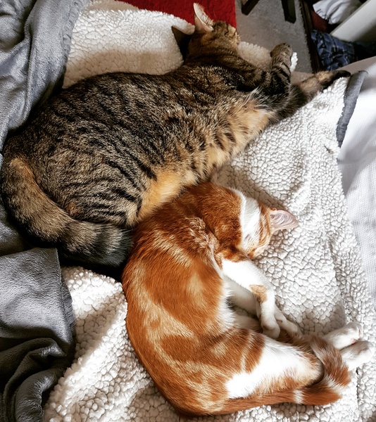 Cats still catting Part 4