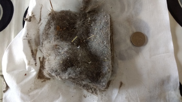 Feedback Thread for the Vorwerk Kobold VK200 Vacuum Cleaner Testers