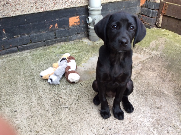 Does anyone fancy a puppy survival thread part 3