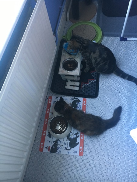 Cats still catting Part 4