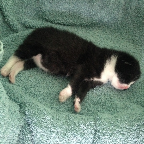 New fosters - mum and ickle kitten (with pics)!