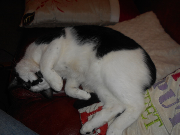 Cats still catting Part 4