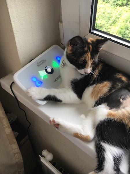 So who got a new kitten recently? Let's see then.