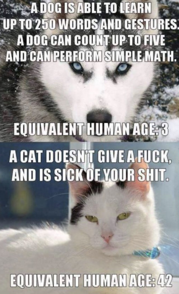 Can we have a funny cat stuff from the web thread?