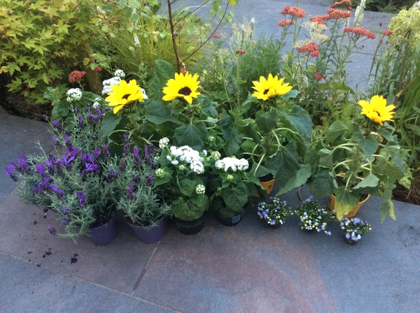 Bargain plants
