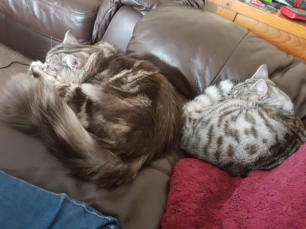 Cats still catting Part 4