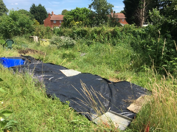 Allotment?Veg Patch Thread 10 - Plotmenters  busy into summer ! and loving James Wong