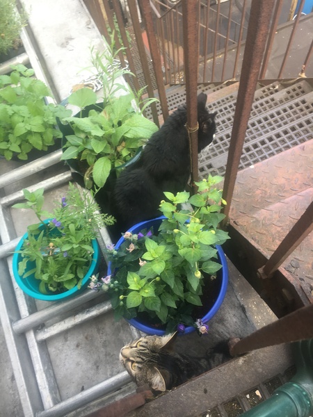 Cats still catting Part 4
