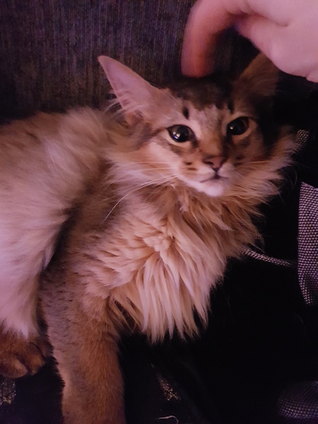 So who got a new kitten recently? Let's see then.