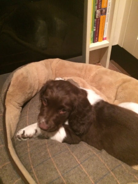 Puppy and the cat - advice please!