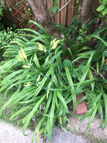 Urgent plant ID required