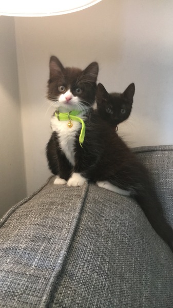 New kittens!