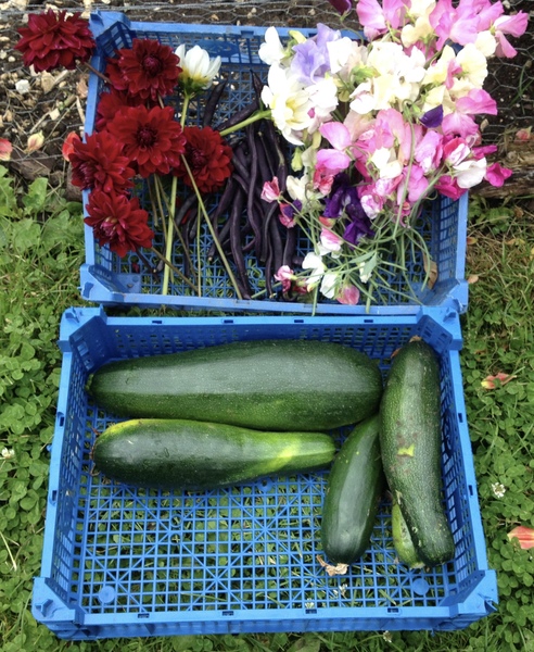 Allotment?Veg Patch Thread 10 - Plotmenters  busy into summer ! and loving James Wong