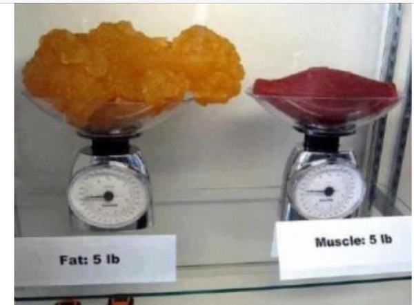 "muscle weighs more than fat"