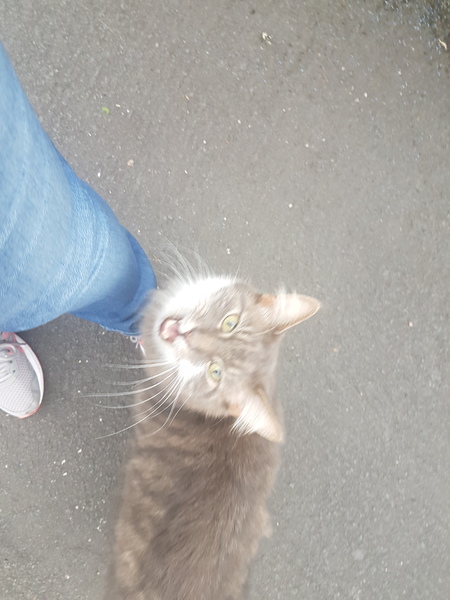 Cats still catting Part 4