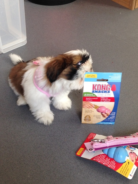 Does anyone fancy a puppy survival thread part 3
