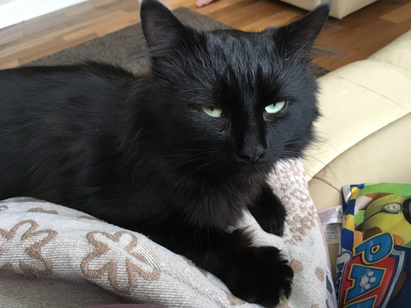Rescuing a cat tomorrow, DH now unsure...