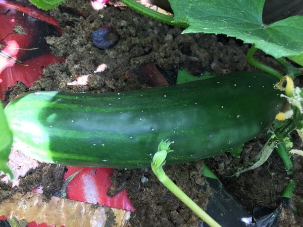 Is this cucumber ready to pick?