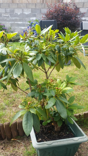Plant identification please
