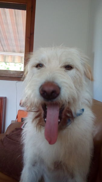 Tell me what dog to get!