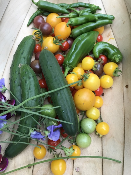 Allotment?Veg Patch Thread 10 - Plotmenters  busy into summer ! and loving James Wong