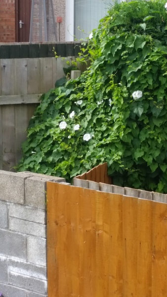 Plant identification again please!