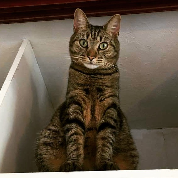 Cats still catting Part 4