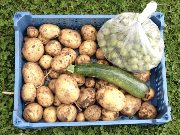 Allotment?Veg Patch Thread 10 - Plotmenters  busy into summer ! and loving James Wong