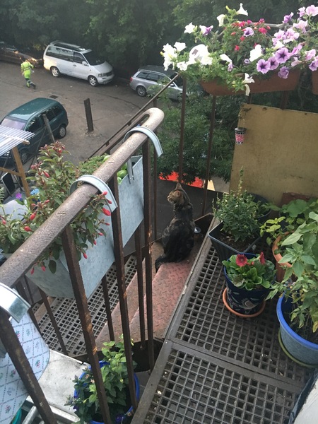 Cats still catting Part 4