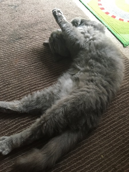 Cats still catting Part 4