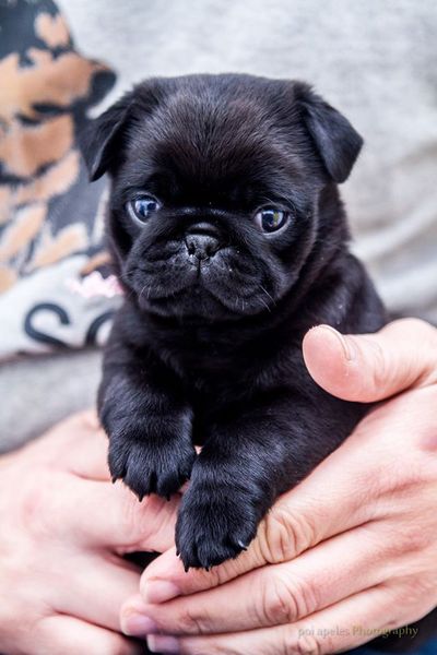 bulldog puppy