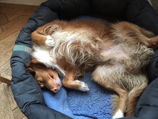 Tuffies Dog Bed?