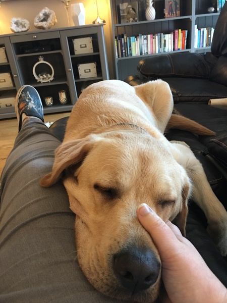 Tell me about Labs please.