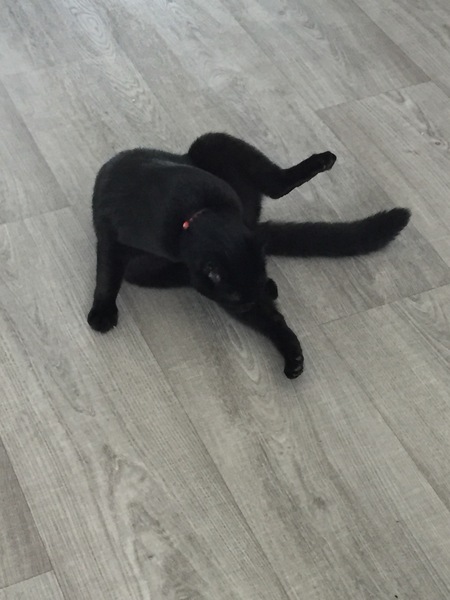 Cats still catting Part 4