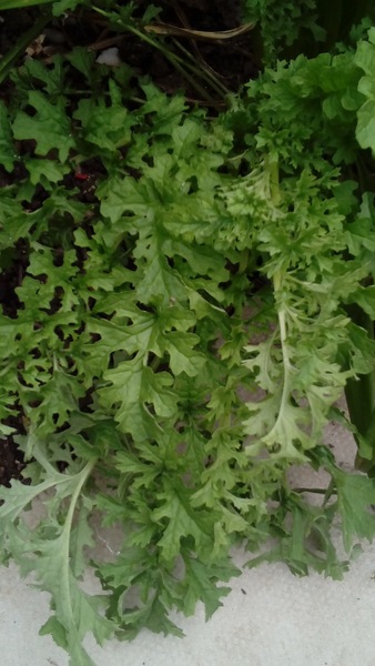 Plant ID please...