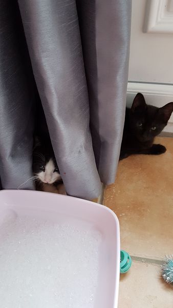 I said I'd start a thread - countdown to kittens!!!