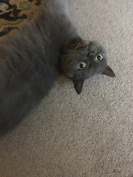 Cats still catting Part 4