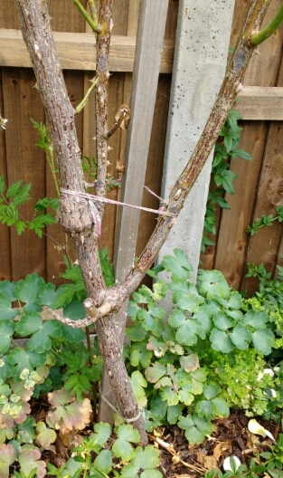 Can anyone help with roses?
