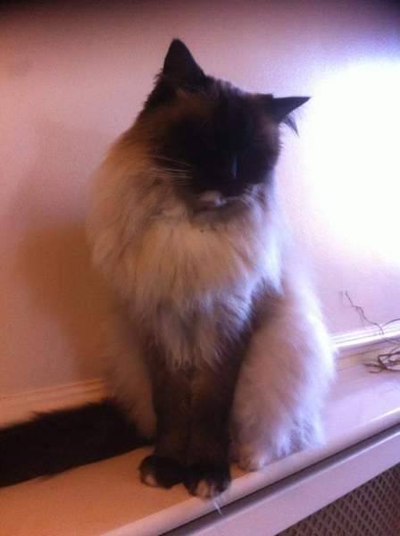 Tell me about your Ragdoll