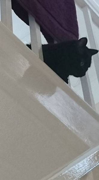 Cats still catting Part 4